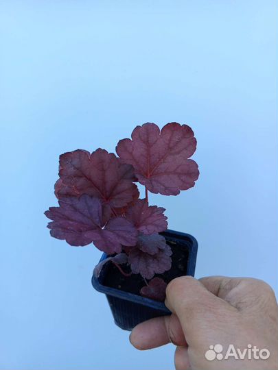 Гортензия метельчатая. Гейхеры