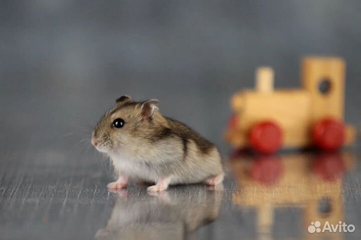 Джунгарские хомяки с новой клеткой от заводчика