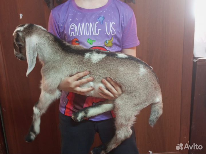 Нубийские козлики