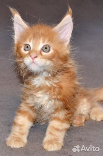 Котята мейн-кун