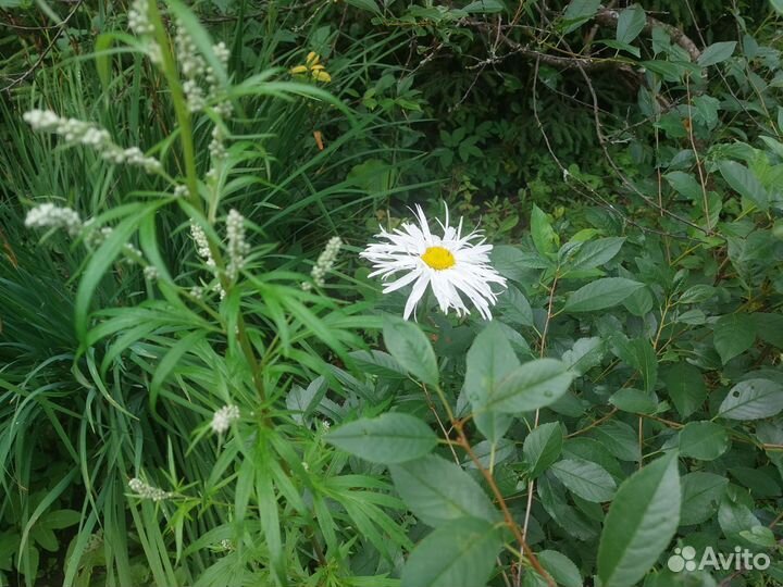 Покос травы