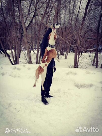 Вязка Питбуль