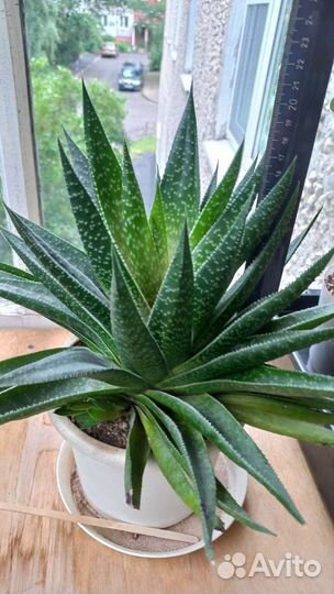 Суккулент Гастералоэ