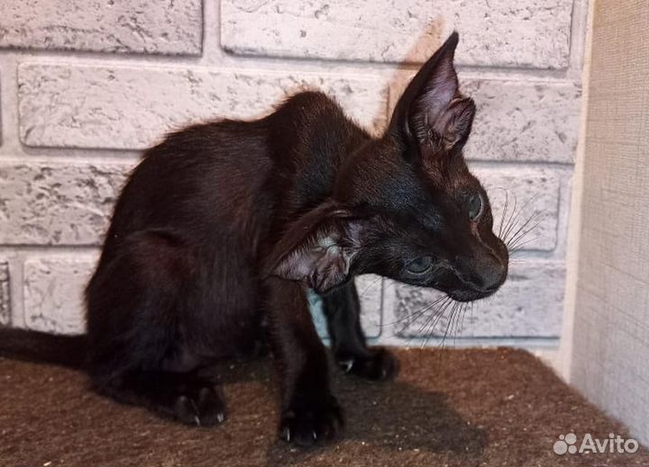 Ориентальный мальчик