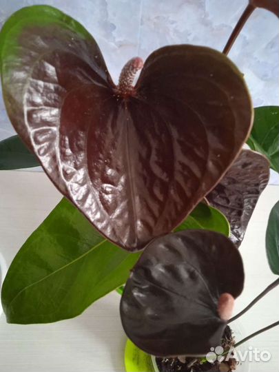 Антуриум Эссенция