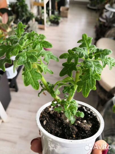 Плектрантусы