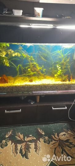 Аквариум на 150 литров с рыбками