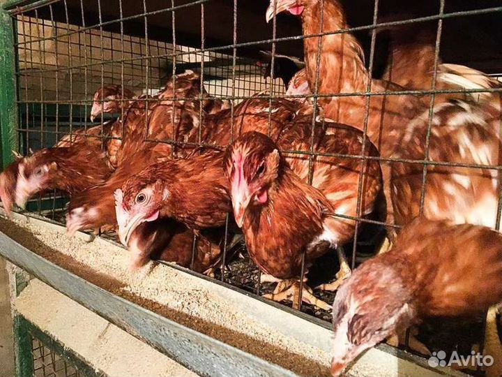 Куры несушки молодые 135 дней