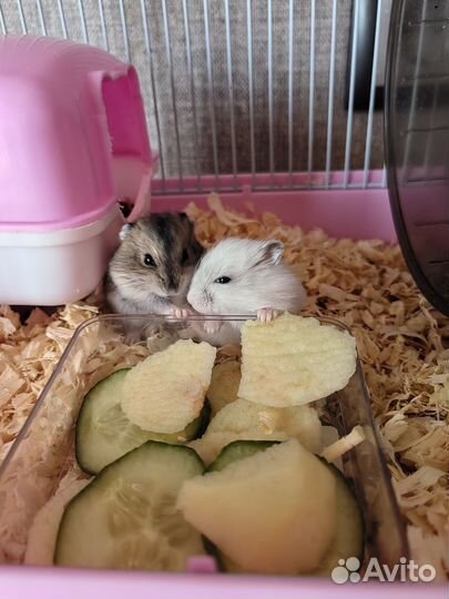 Джунгарский хомяк