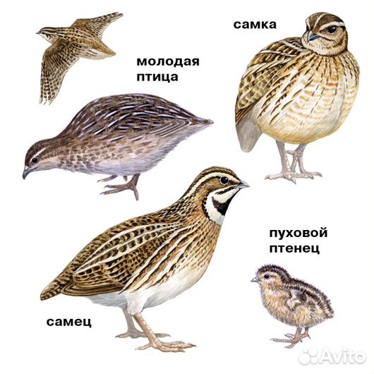 Перепела (молодняк, взрослые)