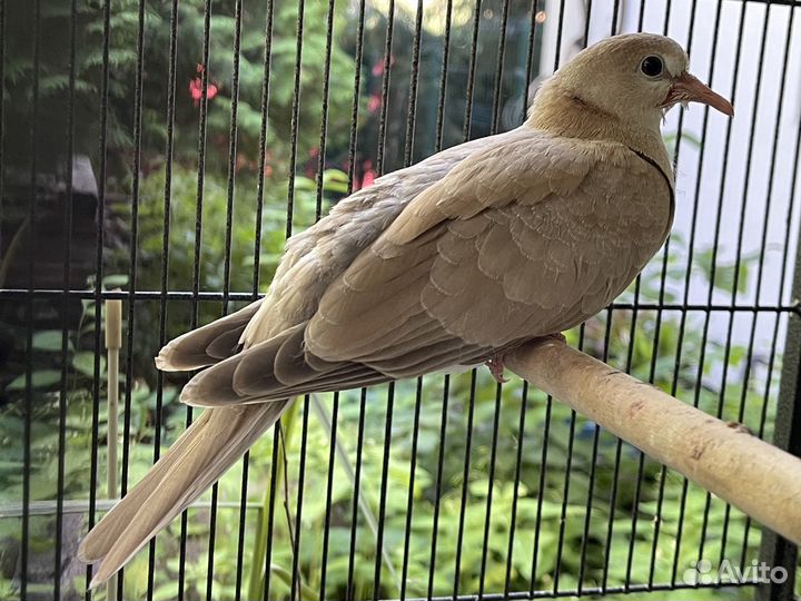 Горлицы смеющиеся (египетские), птенец