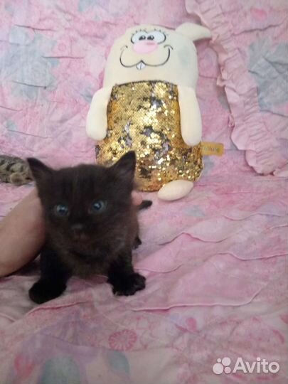 Кошка в дар бесплатно