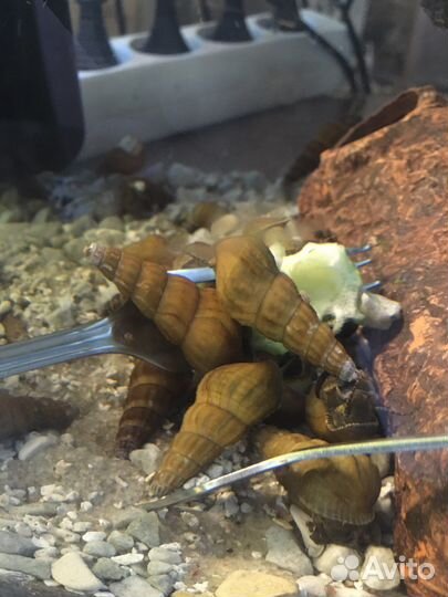 Улитка Геркулес. уф-стерилизатор. Корм Тетра