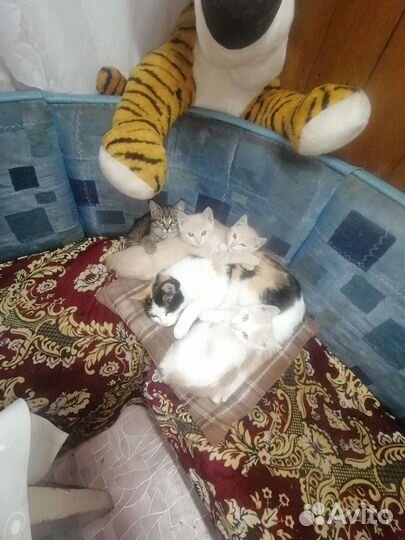 Отдам бесплатно