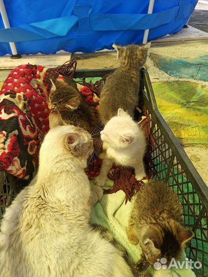 Отдат котят