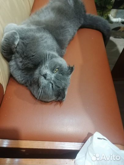 Домашние животные котята