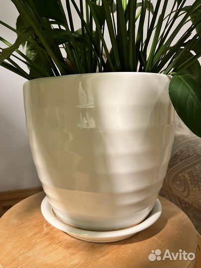 Спатифиллум