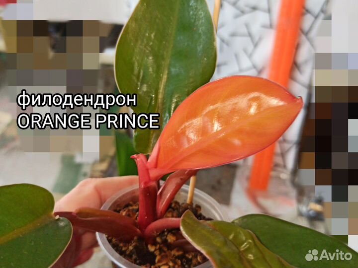 Филодендрон Orange Prince, Black cardinal