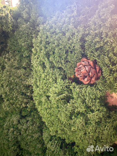 Стабилизированный мох панно