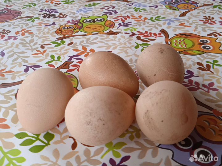 Инкубационное яйцо цесарки