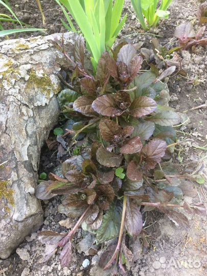 Дицентра, лиатрис и др