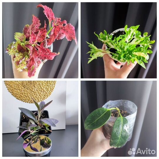 Много растений разные виды