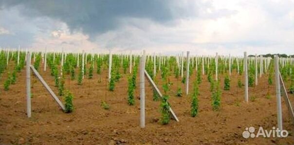 Виноградные столбики железобетонные