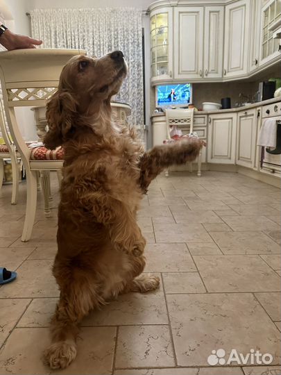 Кокер спаниель английский девочка для вязки