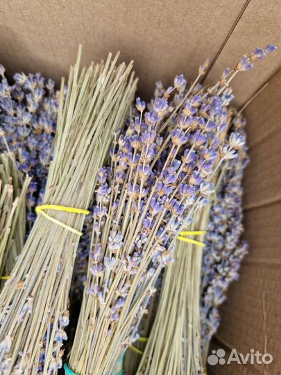 Лаванда сухоцвет