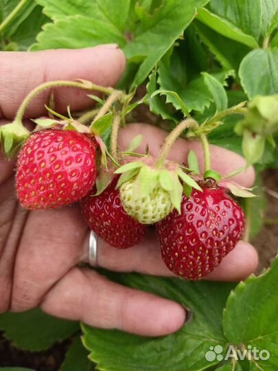 Рассада клубники Негретянка