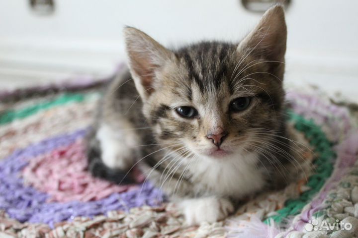 Отдаем котят