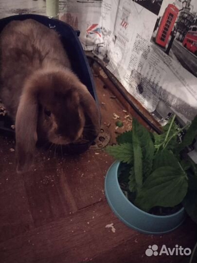 Карликовый вислоухий кролик