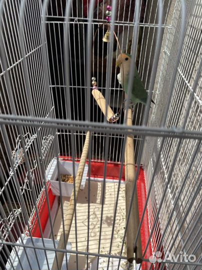 Попугай неразлучники