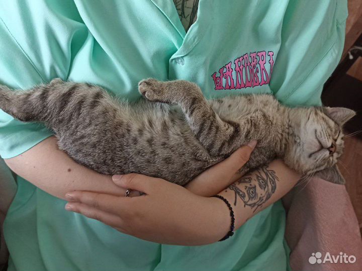 Бесплатный котенок