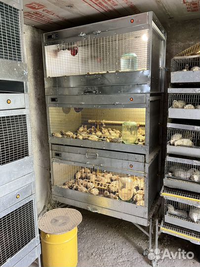 Перепелиная ферма