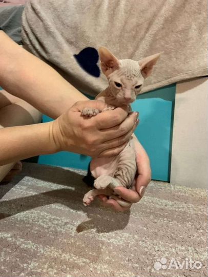 Донской сфинкс вязка