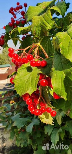 Калина красная плодовая саженец