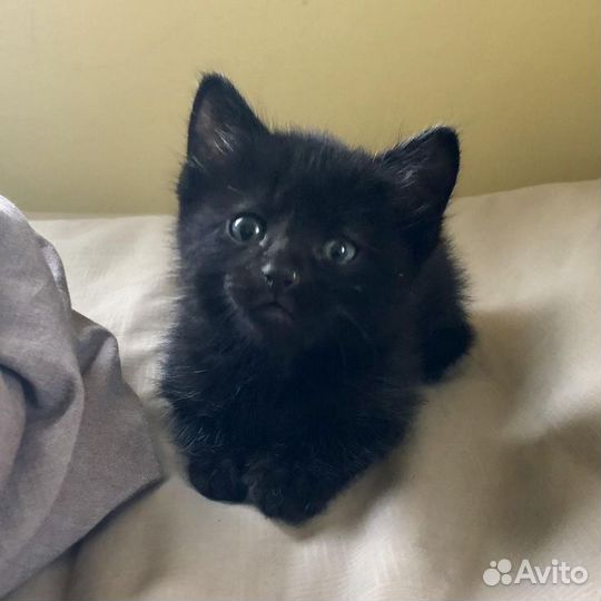 Чистый британец