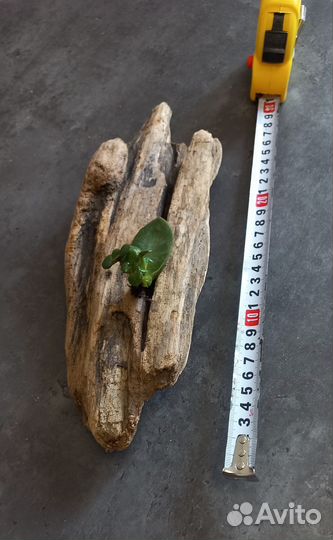 Коряги дрифтвуд