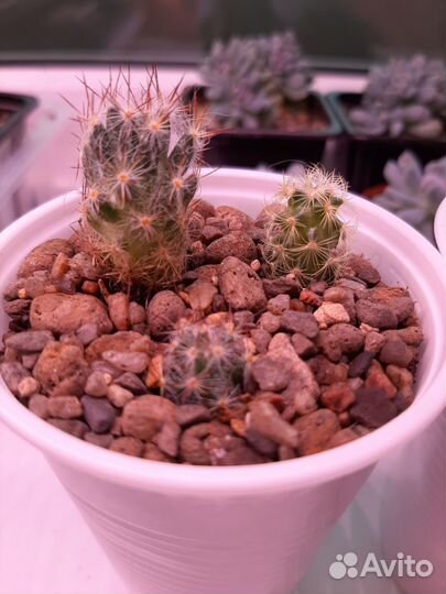 Суккуленты и кактусы