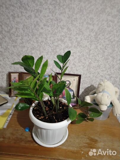 Замиокулькас