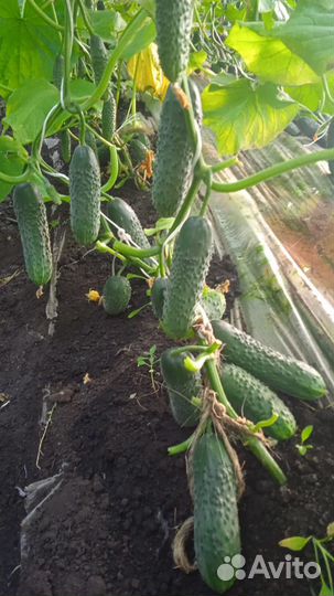 Огурцы свежие