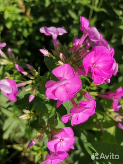 Сортовые цветы (тюльпаны,ирисы, гладиолусы, флоксы