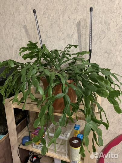 Декабрист Шлюмбергера малиновый