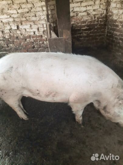 Свиньи сальные