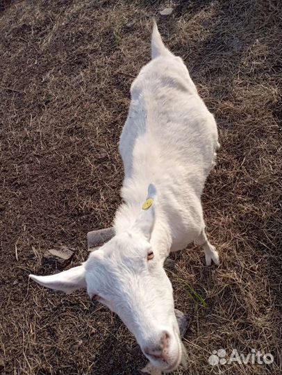 Зааненские козы дойные