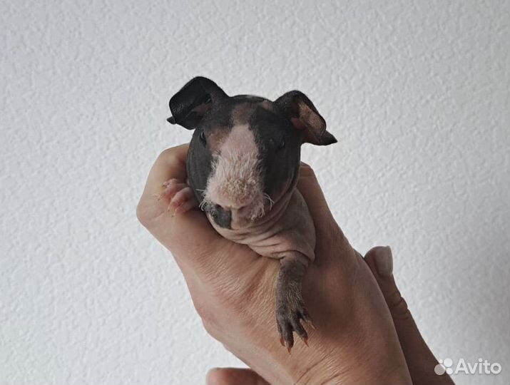 Морская свинка скинни