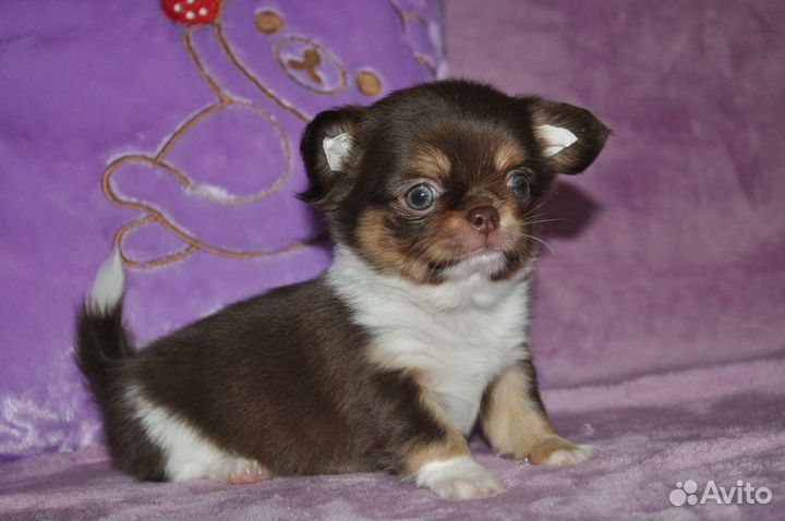 Мальчик редкой красоты