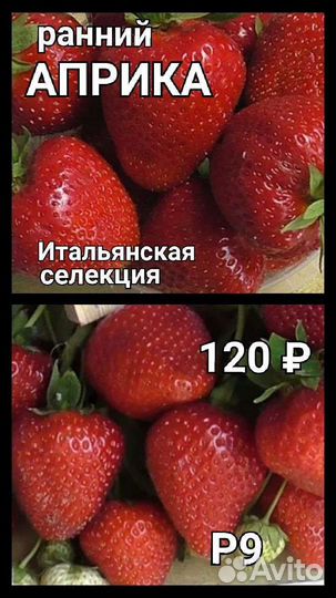 Рассада клубники, саженцы ежевики, малины