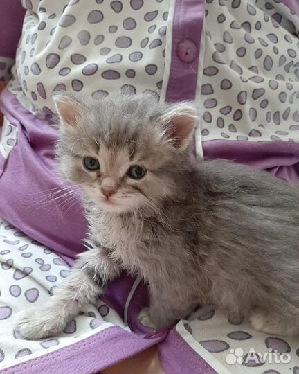 Котятки в дар